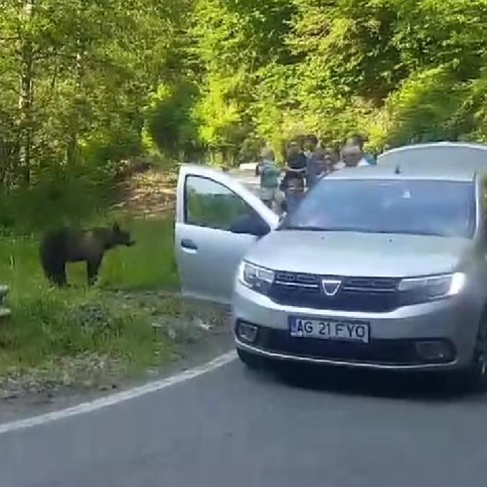 Guvernul dă lege nouă pentru urși: amenzi de 30.000 lei pentru turiștii care îi hrănesc