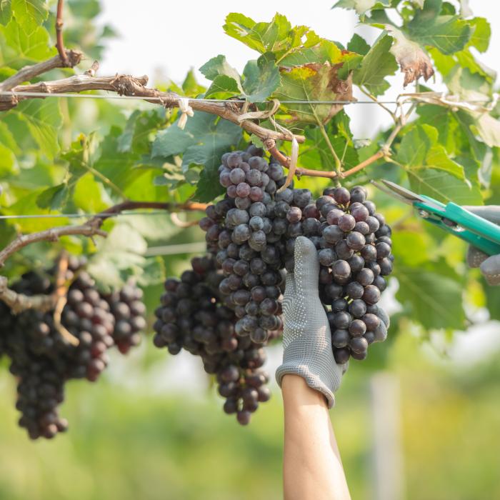 Codul Fiscal 2025 introduce reguli pentru micii producători de vinuri