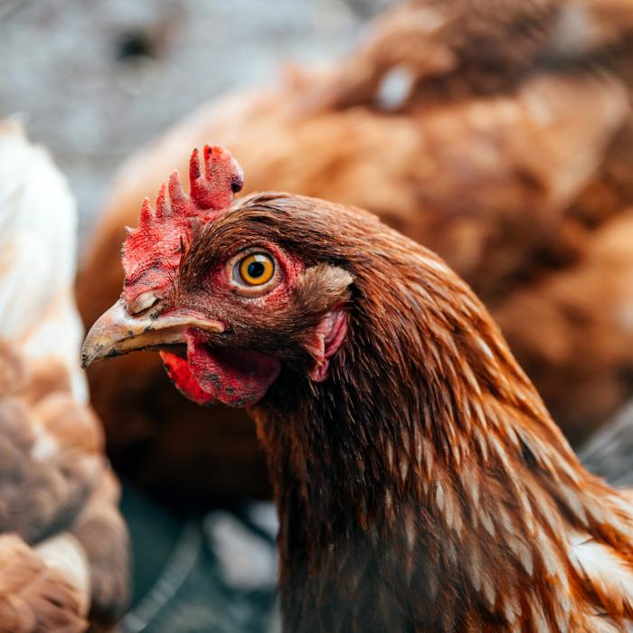 Alertă în România din cauza riscului gripei aviare. Măsuri urgente pentru crescătorii de păsări
