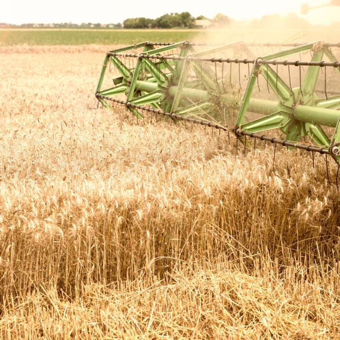 INS: Resursele totale de cereale şi produse din cereale au scăzut anul trecut cu 6,384 milioane tone