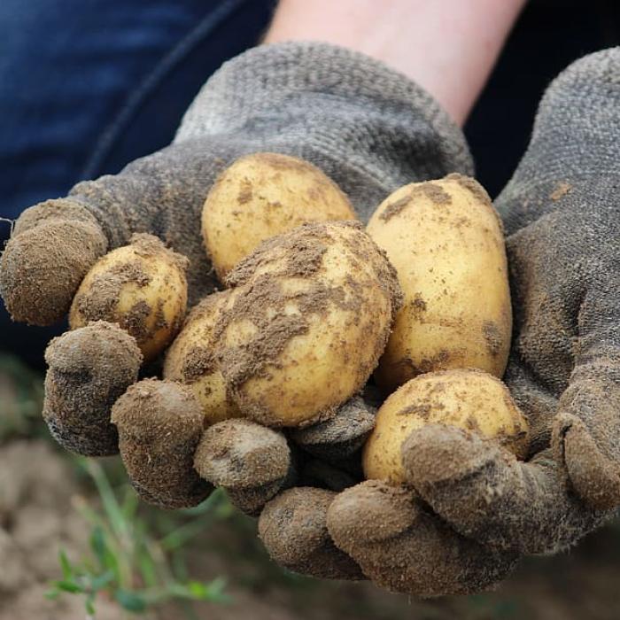 Europa se îneacă în cartofi ieftini dar România ”joacă” după alte reguli