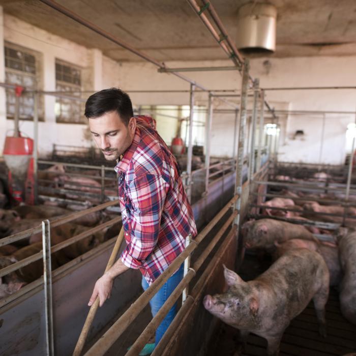 Credite garantate pentru crescătorii de animale: APIA eliberează adeverințe pentru plățile din 2026