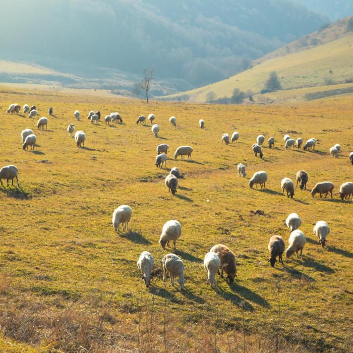 Exporturile de oi ale României către Orientul Mijlociu, sub semnul întrebării