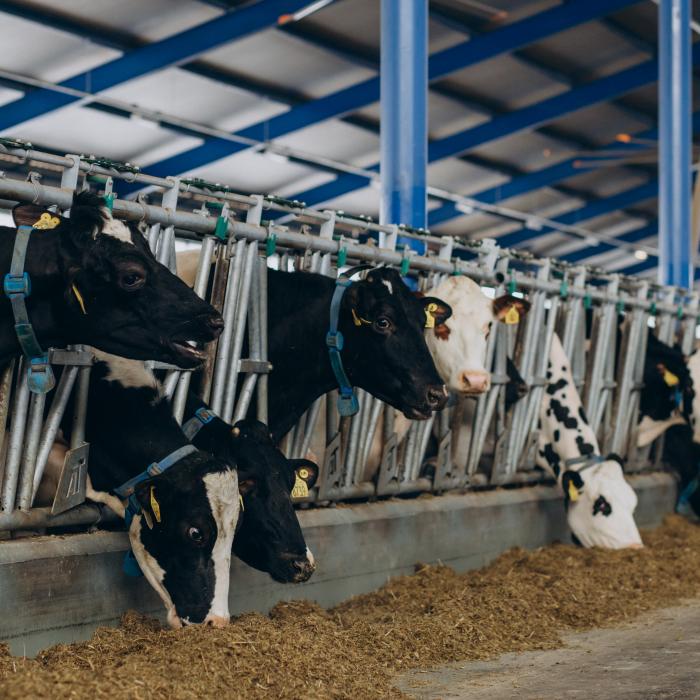 Noi reguli pentru fermieri. Crescătorii de porci și bovine beneficiază de scheme de ajutor simplificate