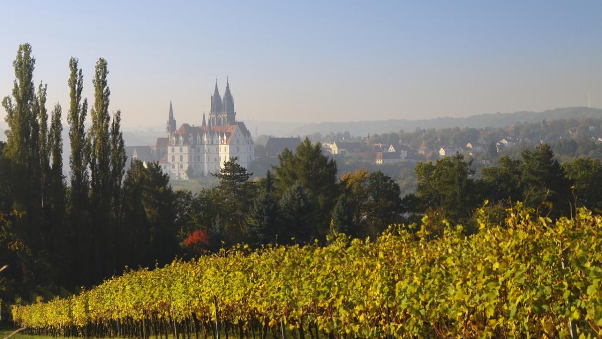 vineyard_1665549_1280_93919200