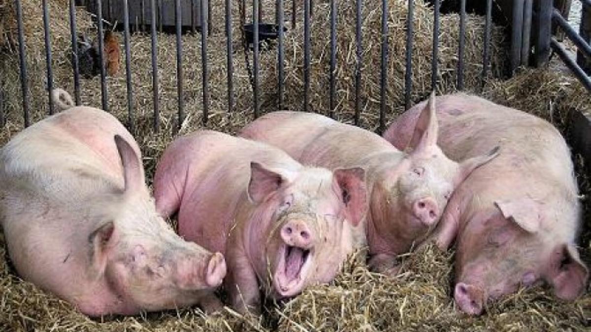 porci_10812200_12131900