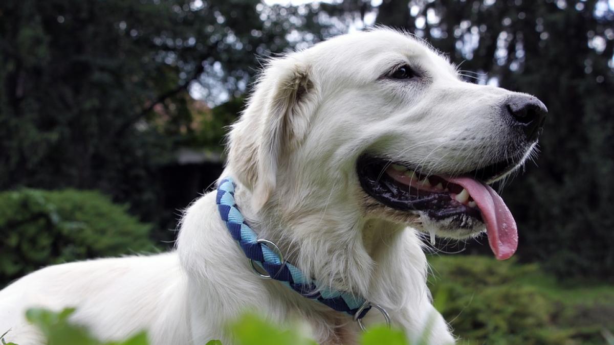 dog_1844623_960_720_50247800