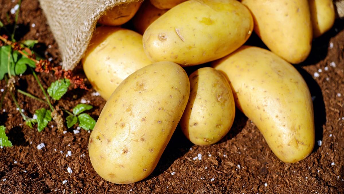 potatoes_1585075_1280_82019100