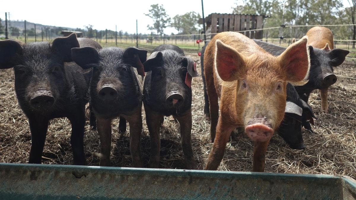 pigs_3669644_1280_51595200