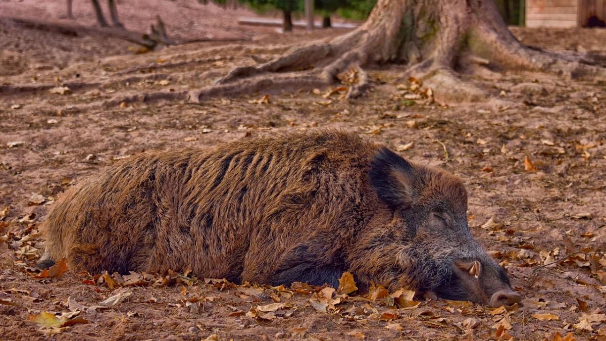wild_boar_3635108_1280_57158800