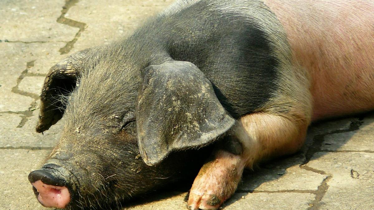 pig_331837_1280_26638400