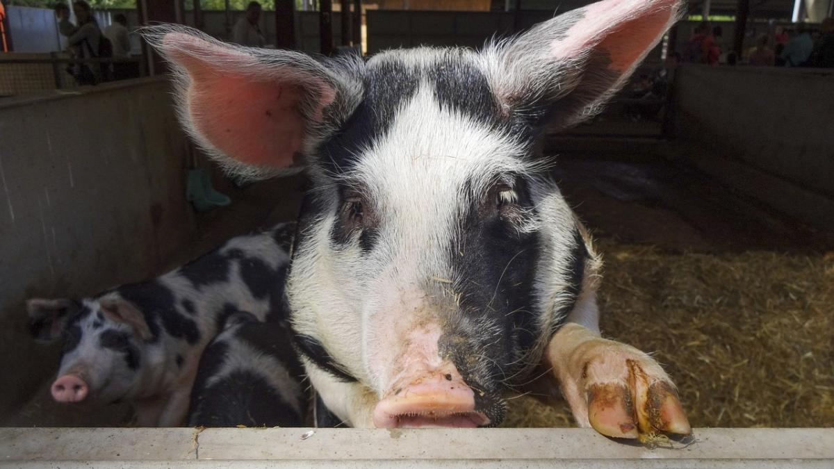 domestic_pig_2861367_1280_45434400