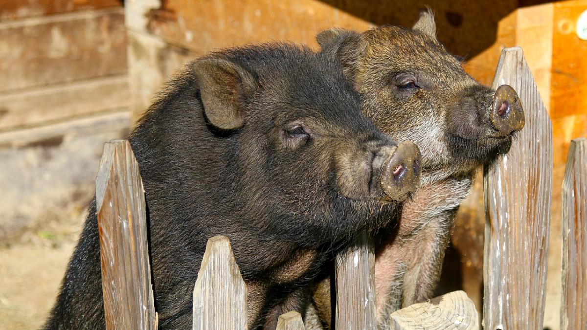 potbelly_pigs_2872531_1280_62779600