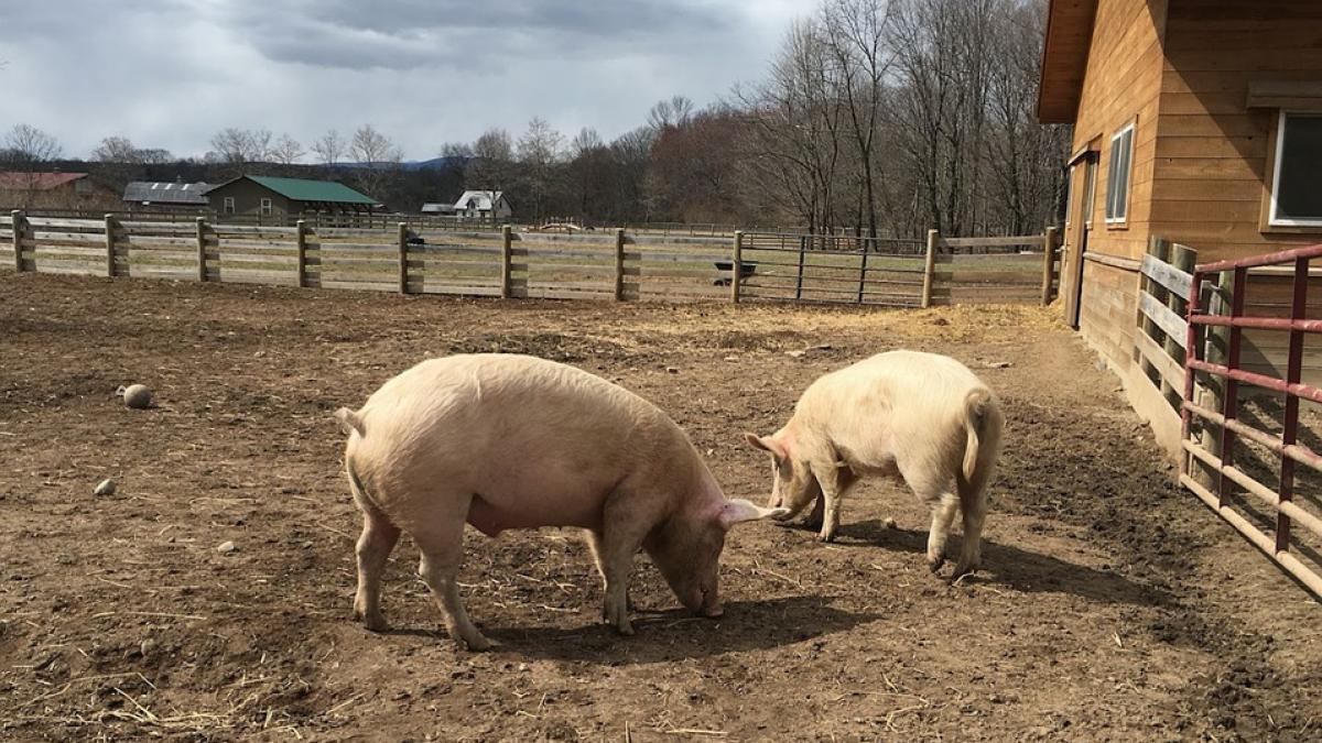 pigs_3306323_960_720_81473200