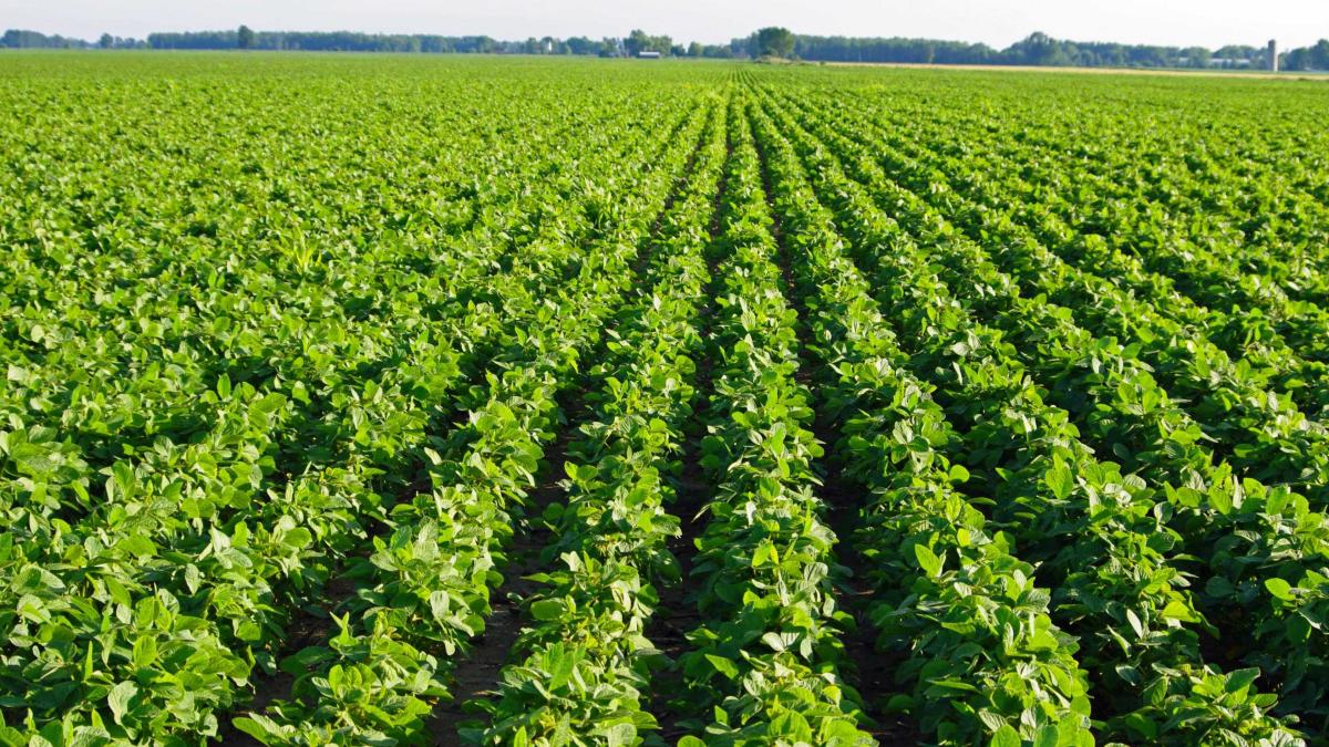 soyfield1_80970600