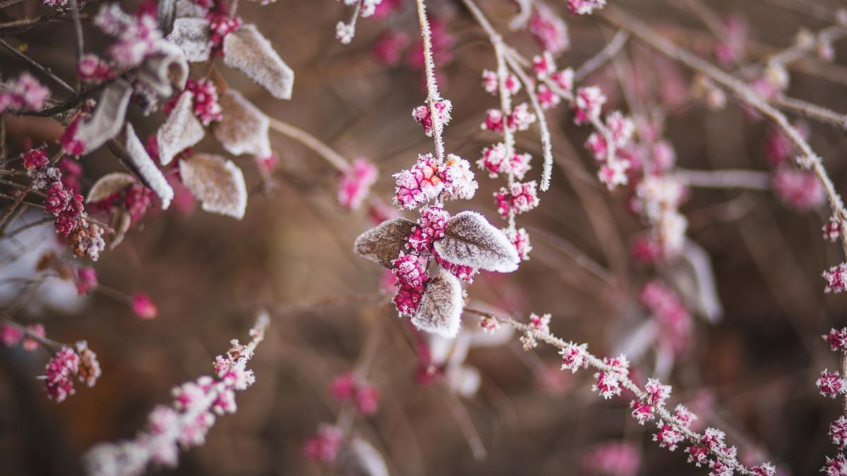 branch_frozen_nature_22427_37119000
