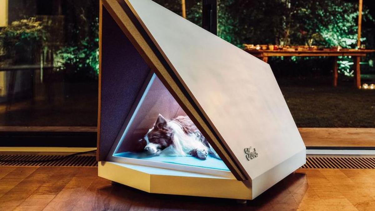 Ford, inovaţie pentru adăposturile de câini VIDEO