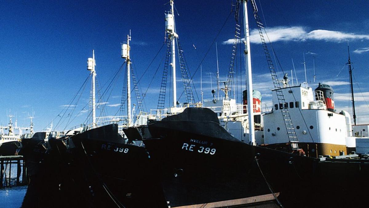 whaling_iceland_49056100