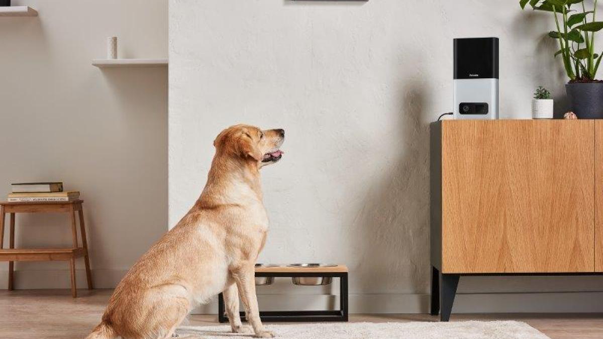 Tehnologia are grijă de câinii noștri. Distribuitor de hrană inteligent VIDEO