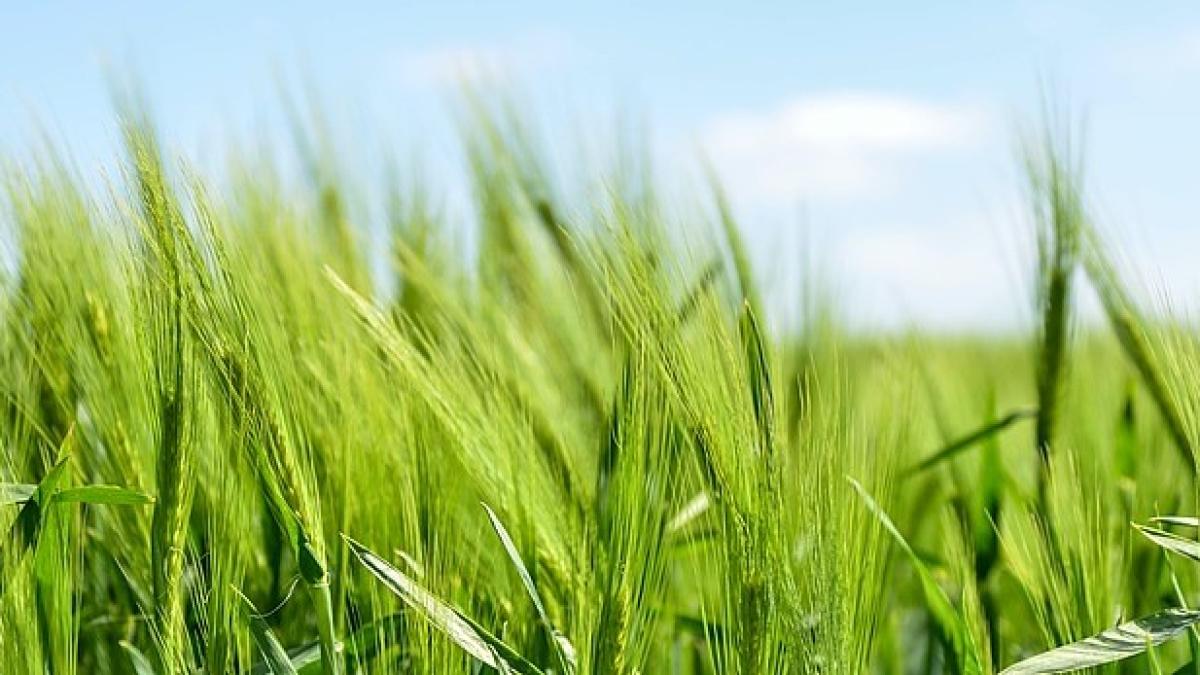 agricultura2_80897800