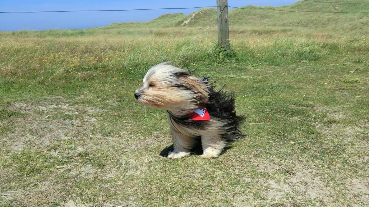 dog_702733_1280_56163900