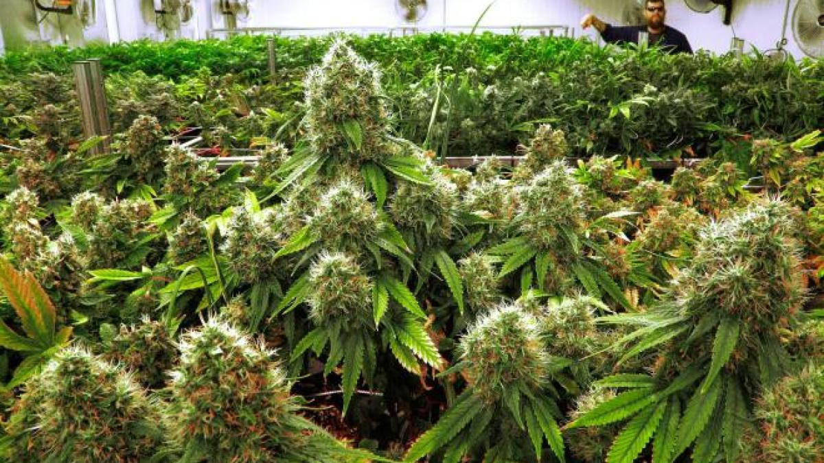 medical_marijuana_cancer_doctors_56414_10767000