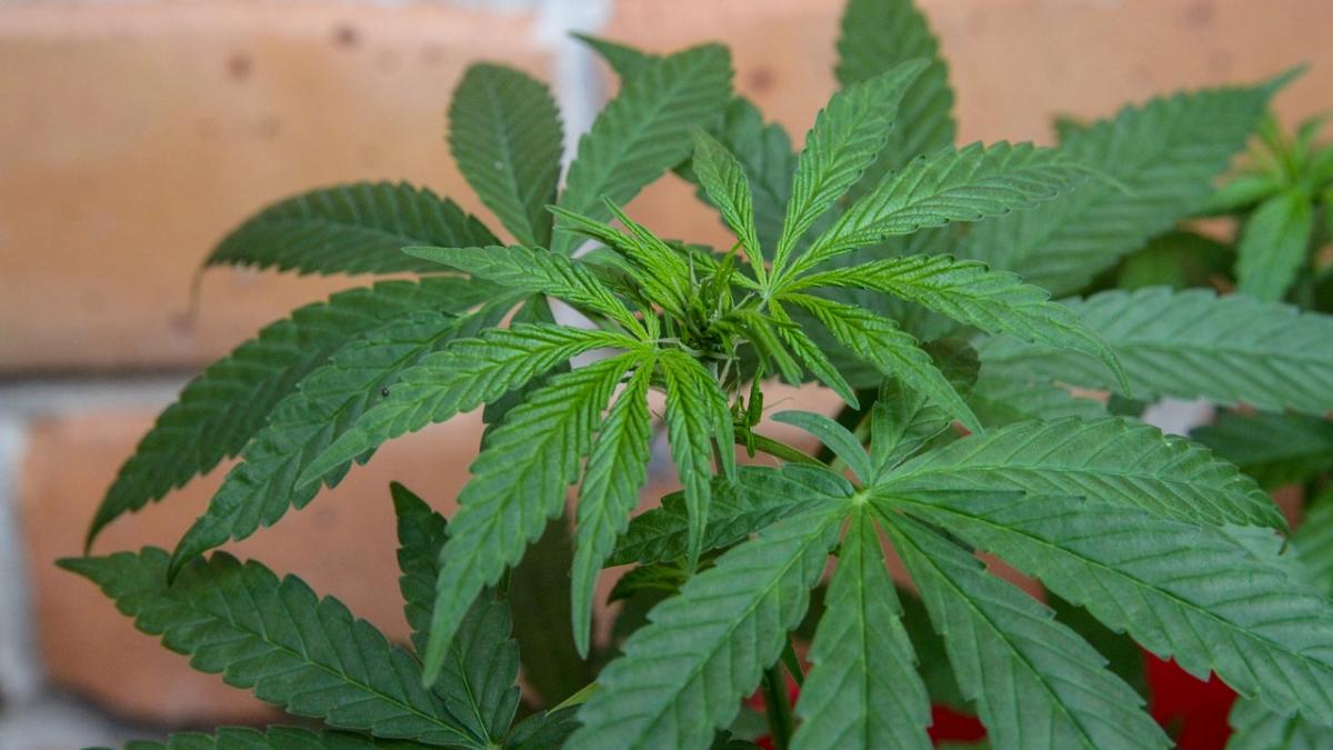 marijuana_p_65651300