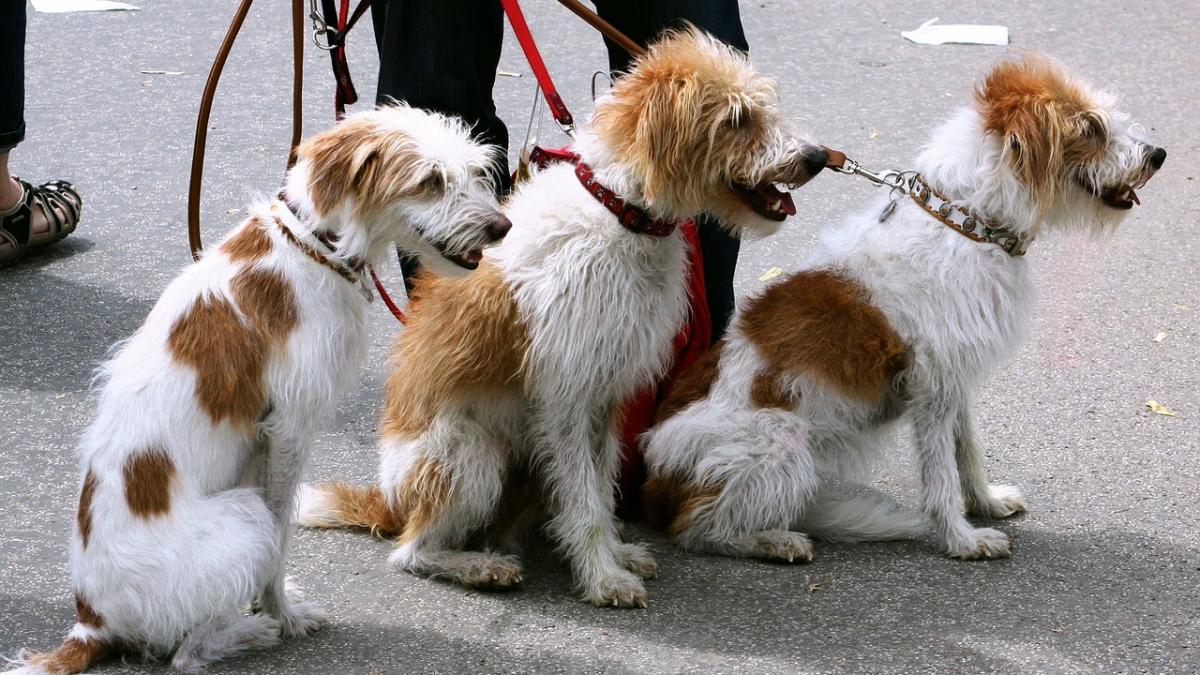 dogs_91689_1280_93689500