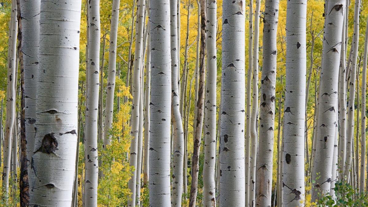 trees_690727_1280_60926900