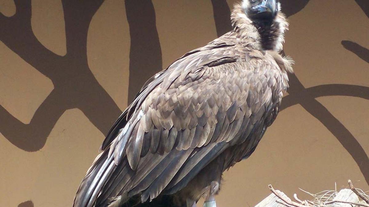 aegypius_monachus_28771700