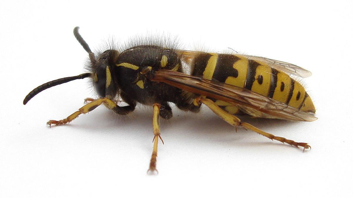 1200px_1_wasp_2007_04_25_88364900