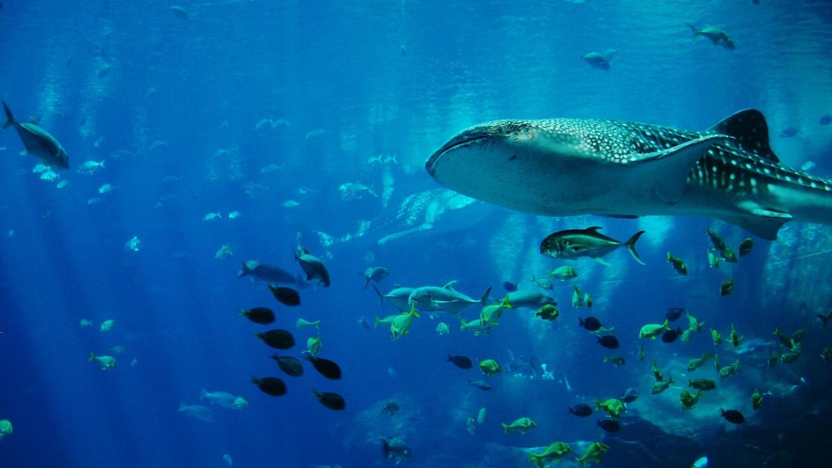whale_shark_281498_1280_24732100