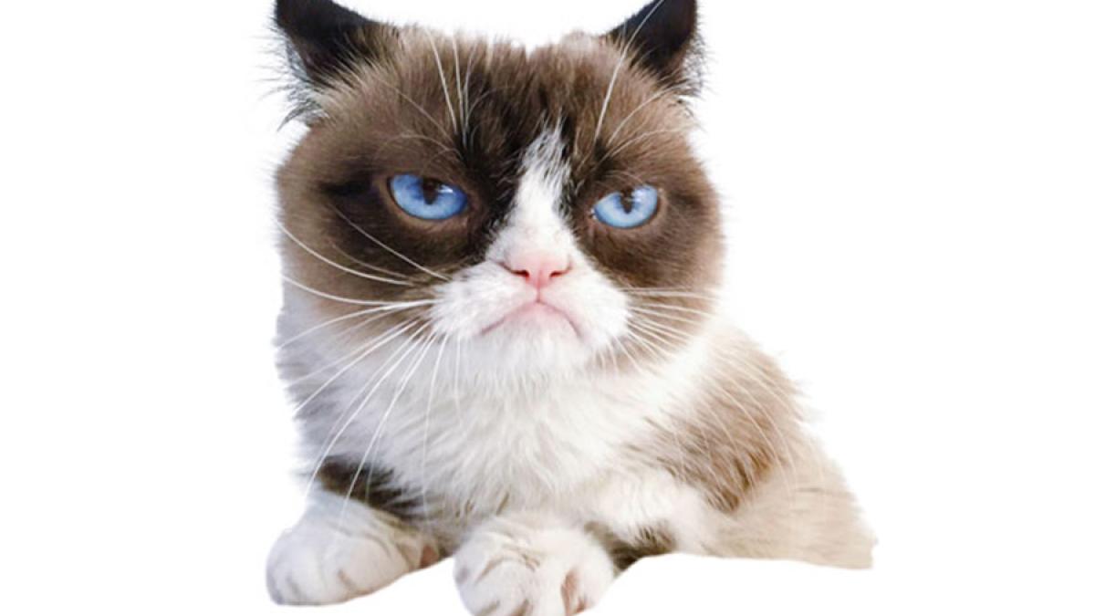 grumpy_cat_96866600