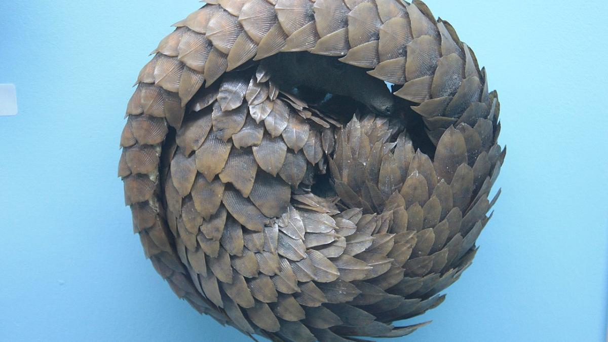 1280px_a_pangolin_in_defensive_posture__horniman_museum__london_11149300