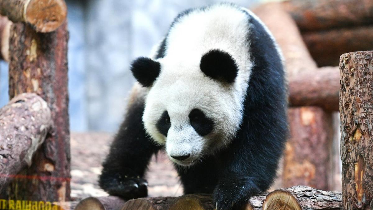 Cadoul diplomatic făcut de Xi Jinping i-a adus zîmbetul pe buze lui Putin VIDEO + FOTO