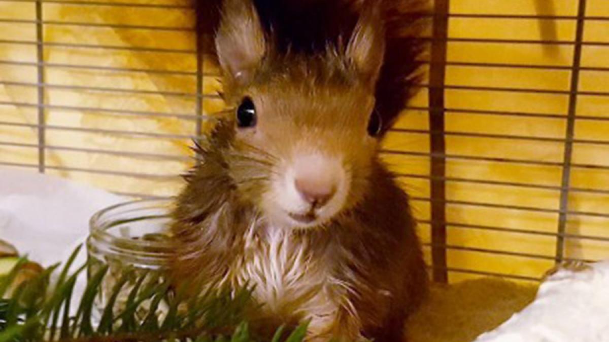 mit_nuessen_aufgepaeppelt_58570000