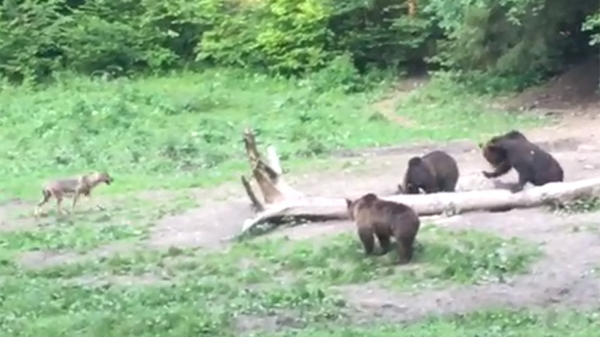 lup_si_ursi_83472300