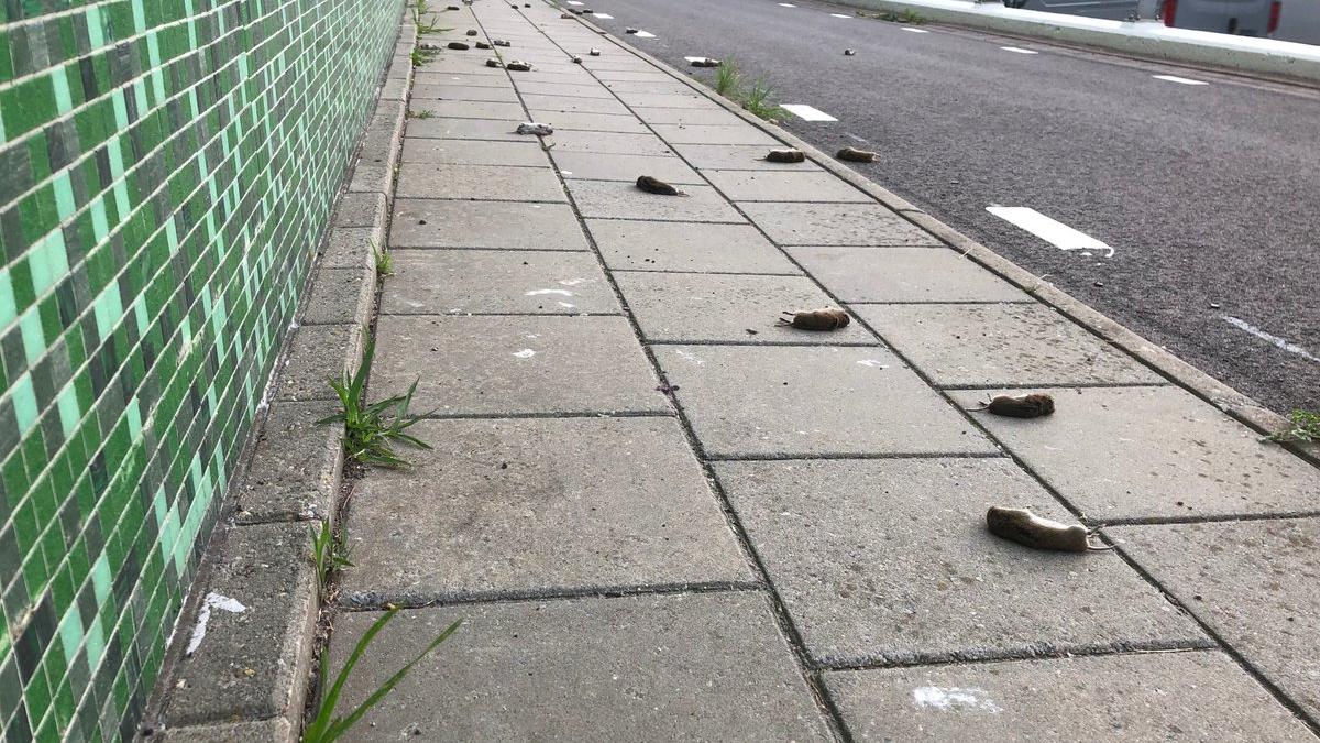 d_jaxydxkaejjmh_56989000