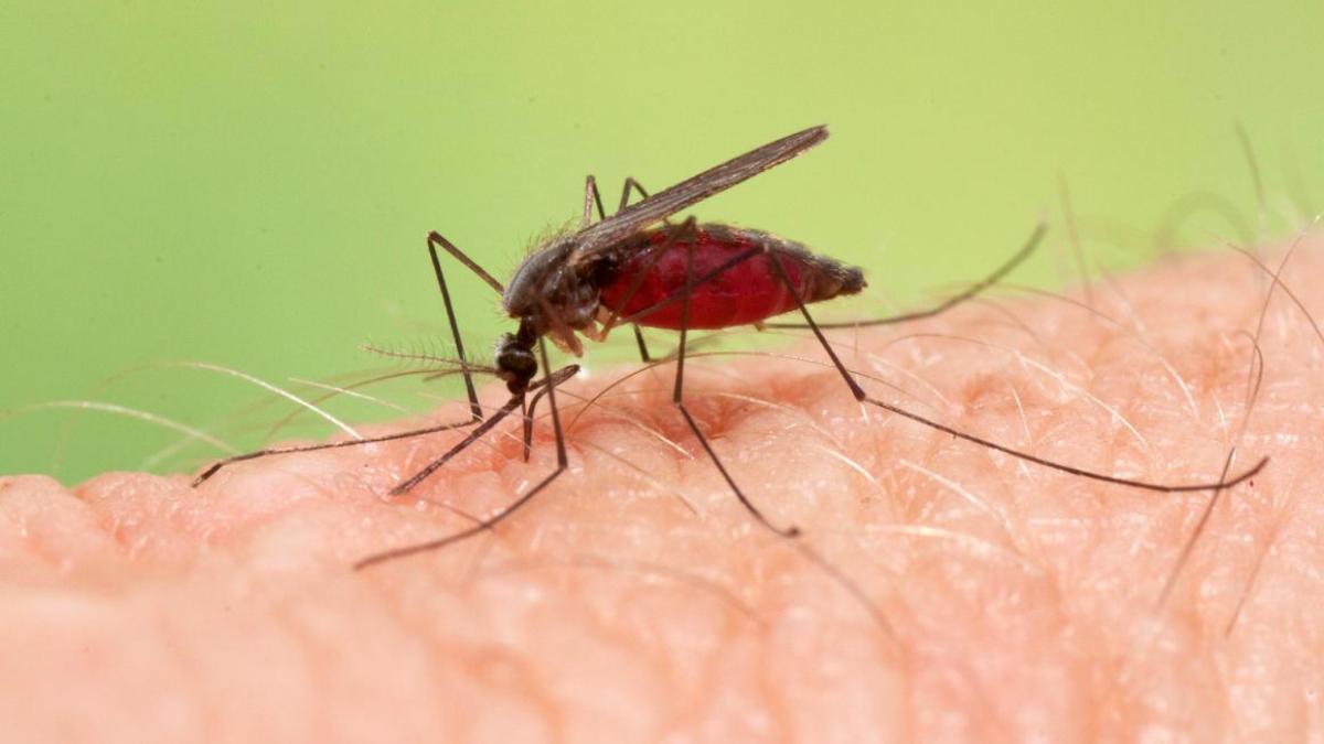 anopheles_plumbeus_b_80552700