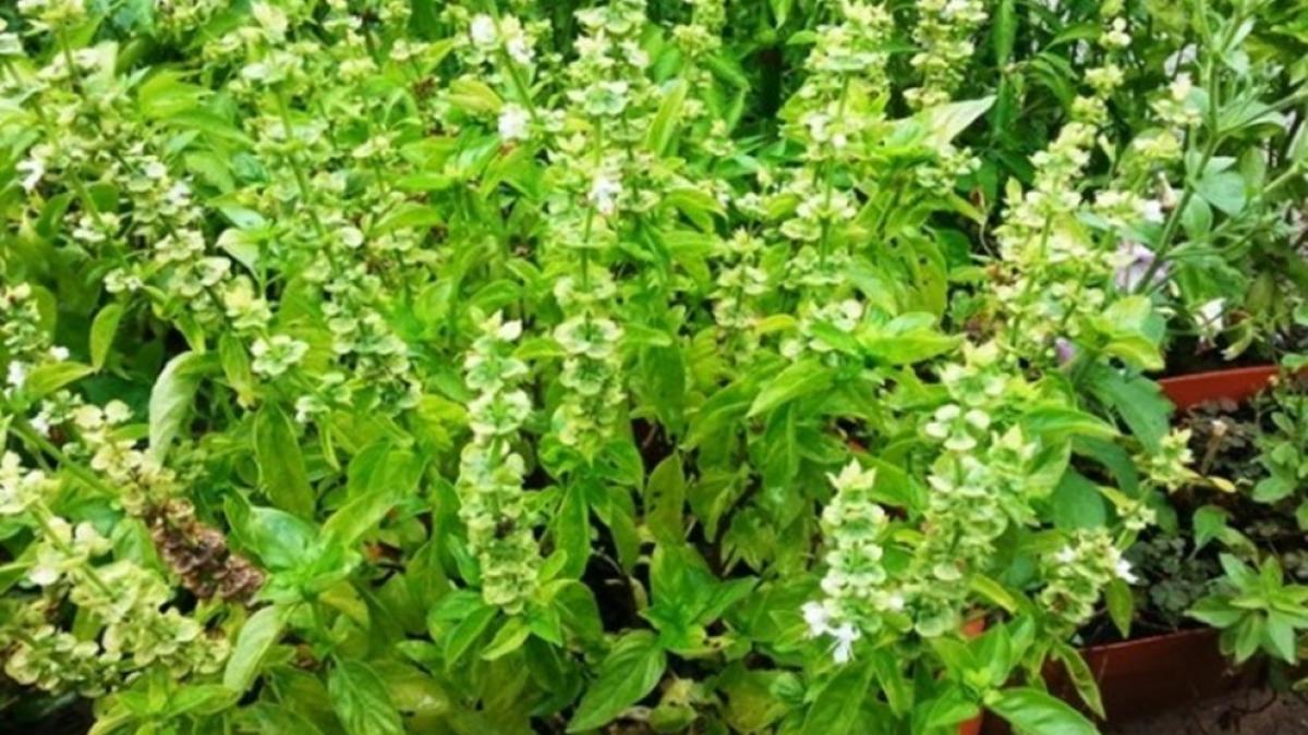 busuioc_990x660_52038600