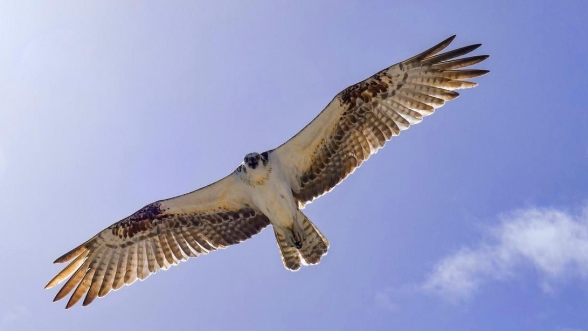 Pasărea de pradă de la Airbus, un avion care arată ciudat VIDEO