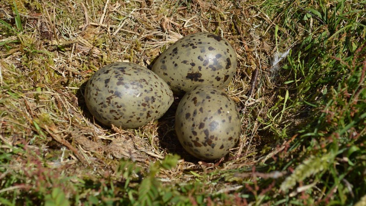 oua_de_pescarus_15487300