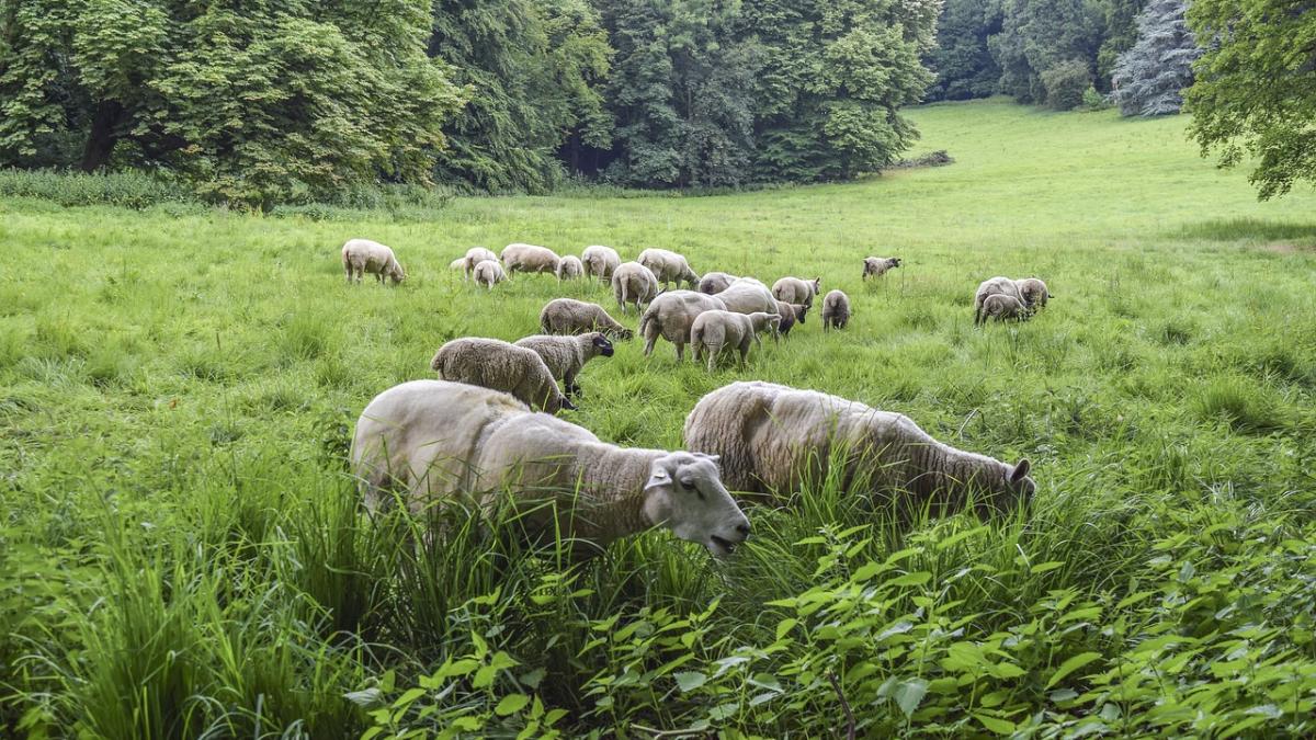 turma_de_oi_la_pascut_72965700