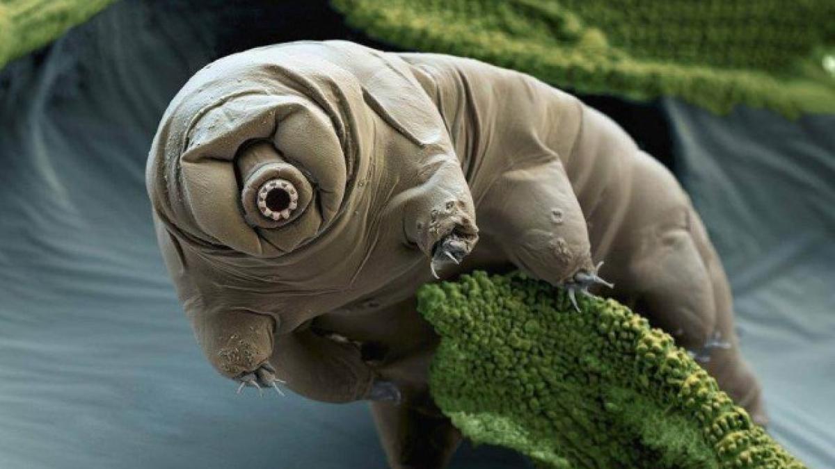 tardigrada_83113100