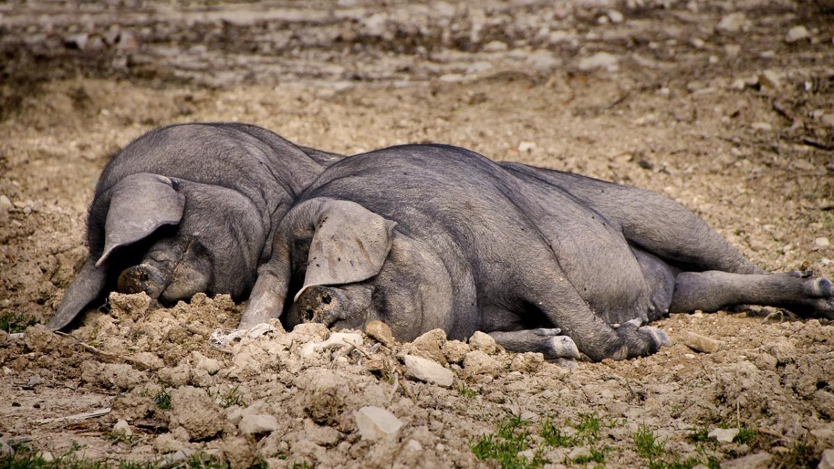 pig_3879304_1280_57193800