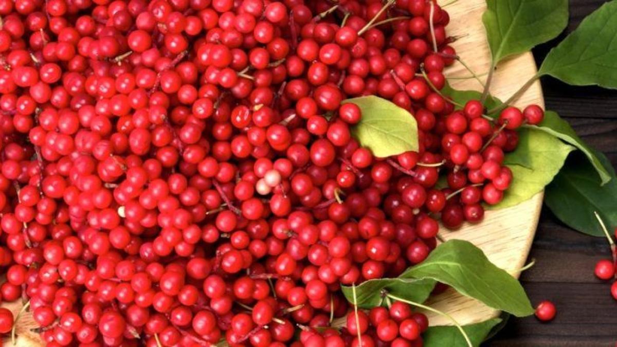 schisandra_berry_800x395_59393700