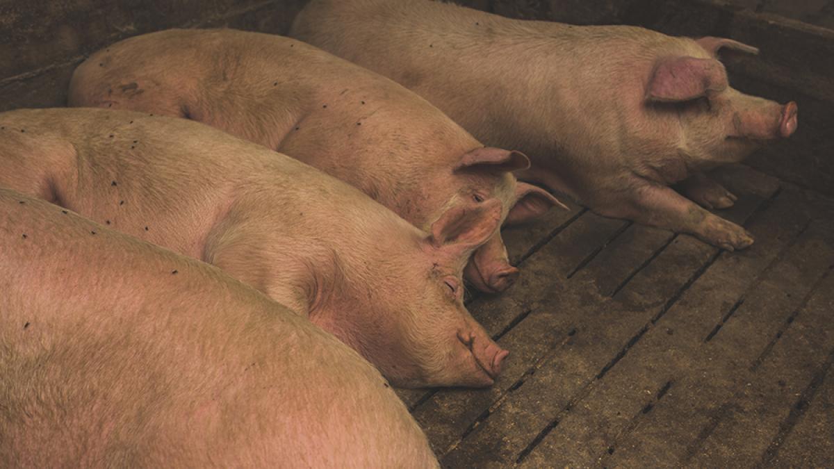 ferma_de_porci_41144800