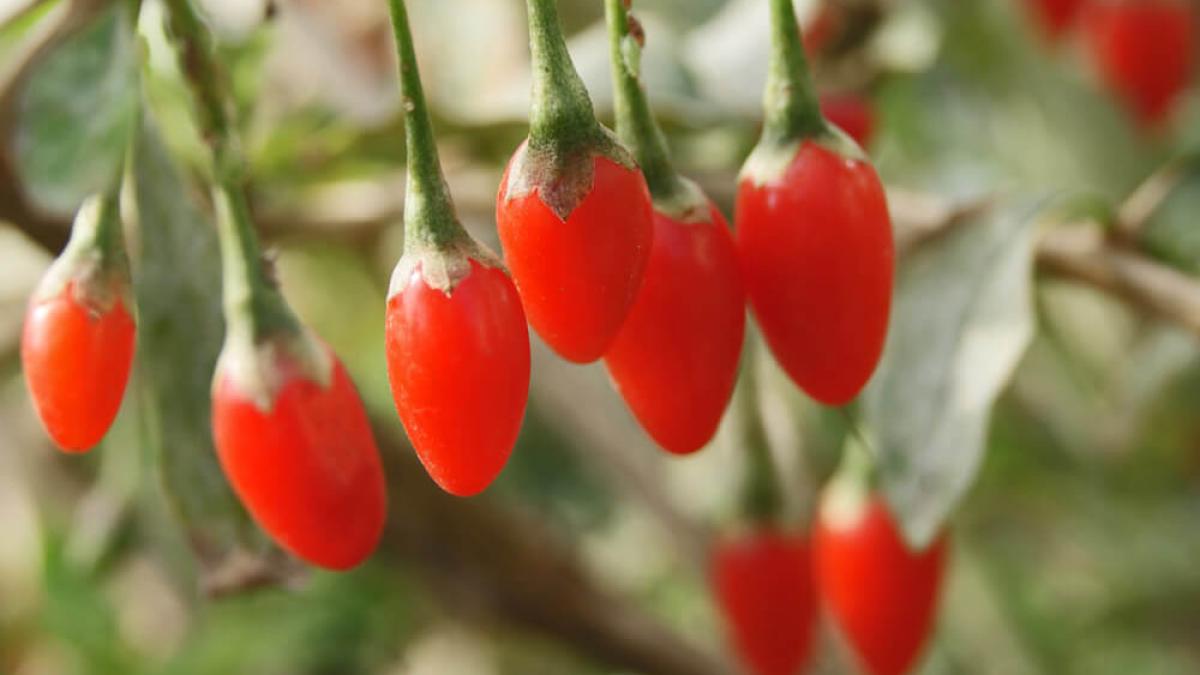 lyciumbarbarum_45297800