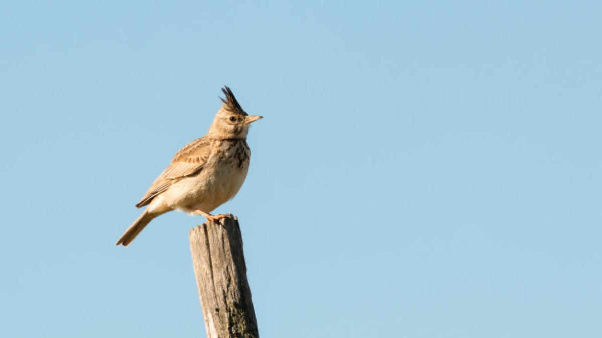 beautiful_bird_stick_58409_2949_92690700