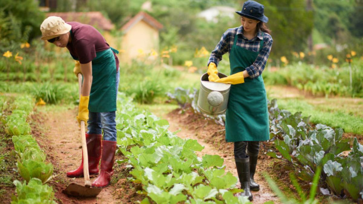 full_shot_asian_farmers_cultivating_crop_farm_1098_19474_61097900